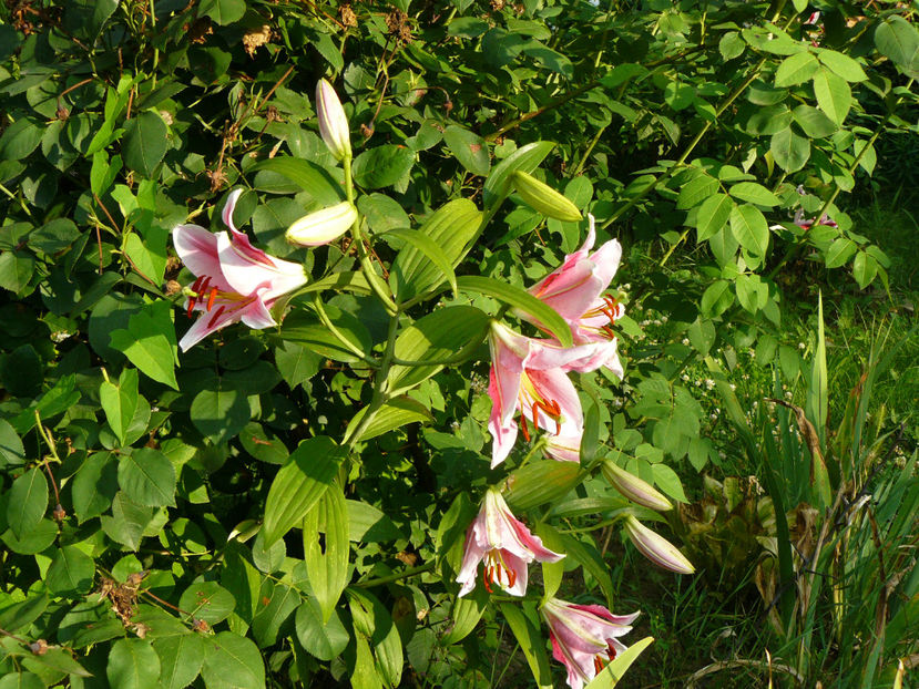 Ambon - 2017 Gradina Iulie_Lilium
