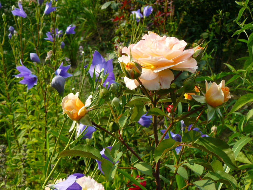 Rose de Gerberoy si Platicondon - 2017 Gradina Iulie_Lilium