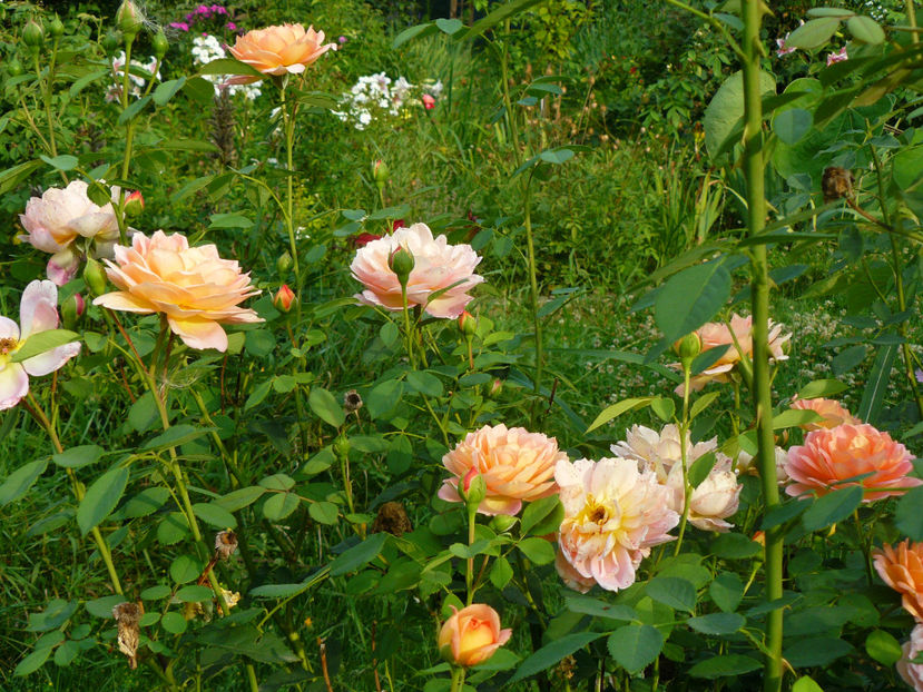 Lady of Sha,ot - 2017 Gradina Iulie_Lilium