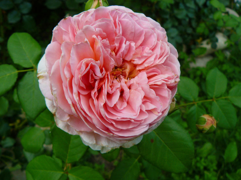 Abraham Darby - 2017 Gradina Iulie_Lilium