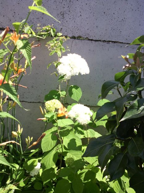  - 01-Flori din curtea mea 2017