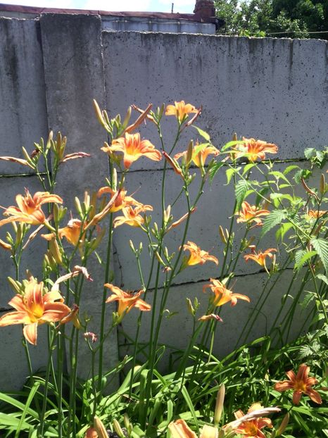  - 01-Flori din curtea mea 2017