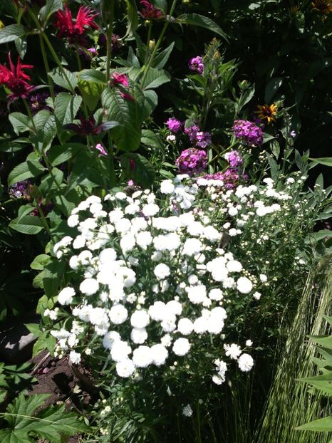  - 01-Flori din curtea mea 2017