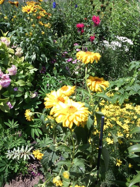  - 01-Flori din curtea mea 2017