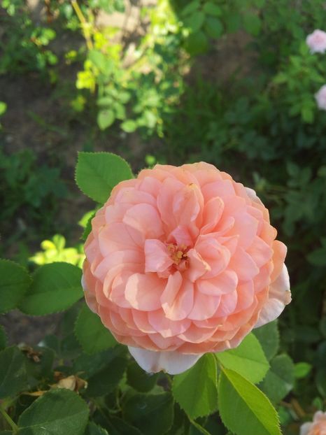  - The Alnwick Rose