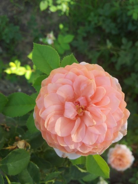  - The Alnwick Rose