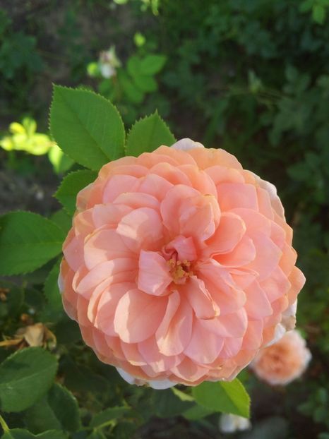  - The Alnwick Rose