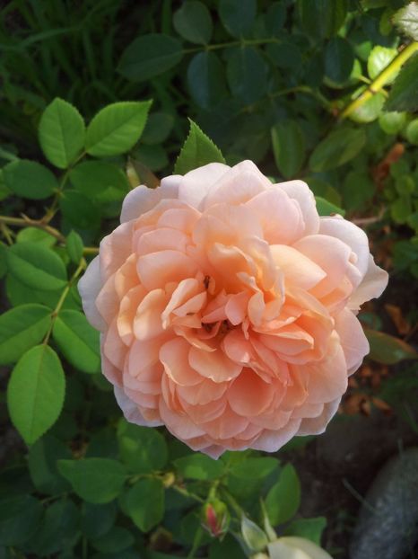  - The Alnwick Rose