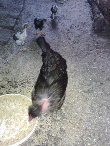 19747938_1381329555290789_1841273363_o - Găini moțate - Petrila - Hunedoara - Date de contact - 0736386535 - Negru Lucian