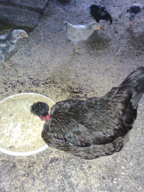 19830226_1381329545290790_1696294895_o - Găini moțate - Petrila - Hunedoara - Date de contact - 0736386535 - Negru Lucian