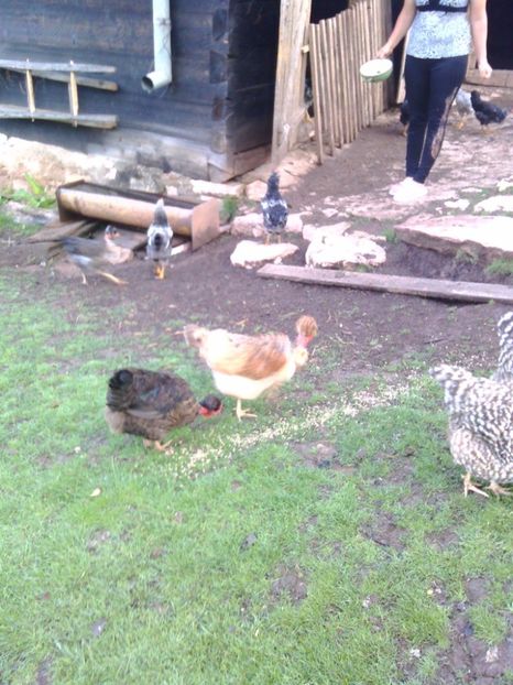 19850499_1381329498624128_273580841_o - Găini moțate - Petrila - Hunedoara - Date de contact - 0736386535 - Negru Lucian