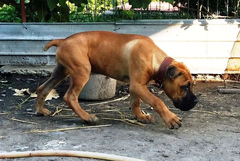  - cane corso-LORD