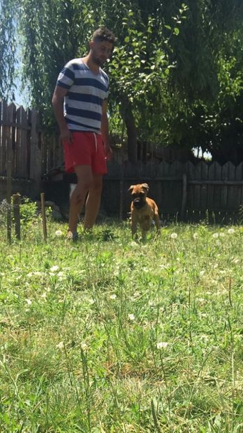 IMG-20170625-WA0006 - cane corso-LORD