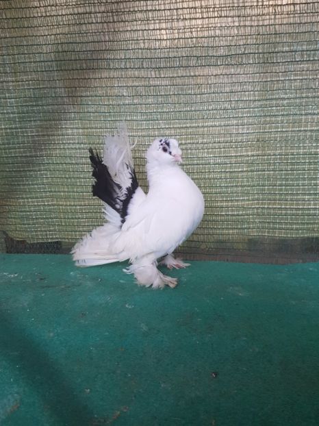 F 7458;1 - REDISTRIBUIRE