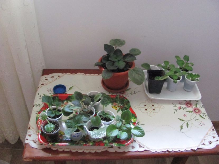  - Rafturi mese si pervazuri