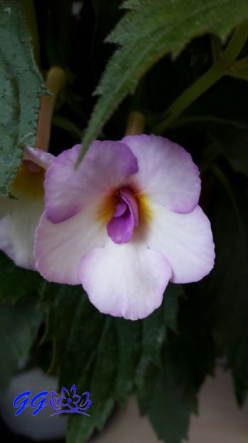 2017 - Messange Blanche