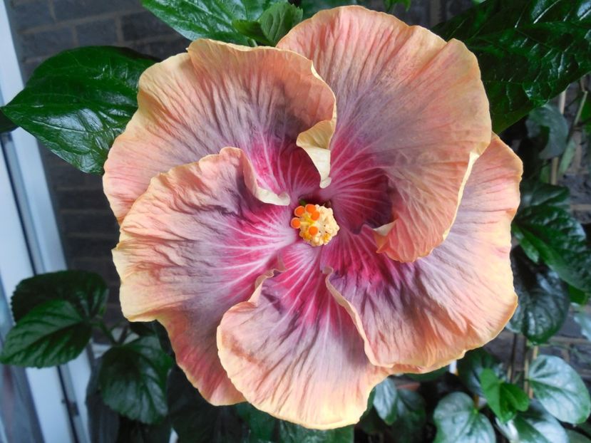  - Tahitian Purple Ripple