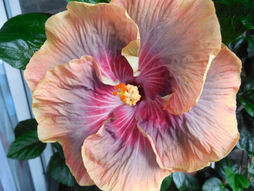  - Tahitian Purple Ripple