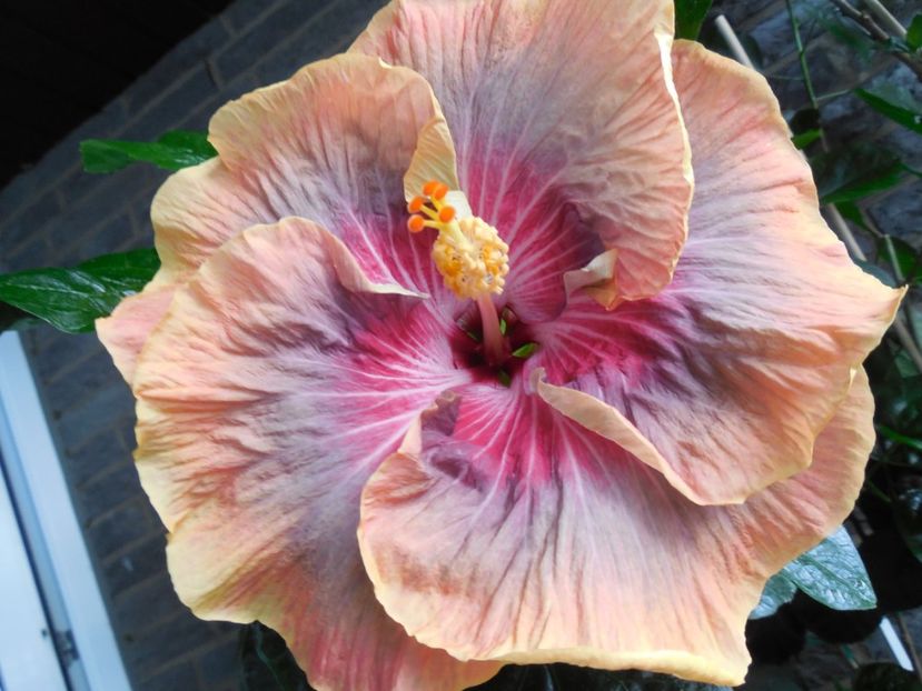  - Tahitian Purple Ripple