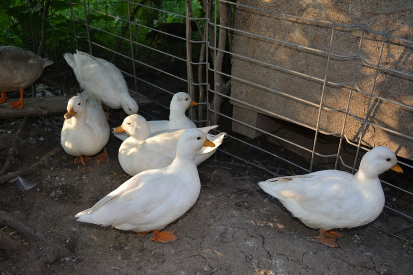 pitice albe - C3 - Rate pitice - Call duck - Zwergenten