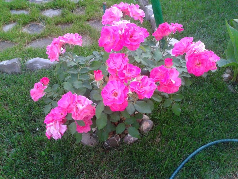 Fotografie-1557 - Gradina mea