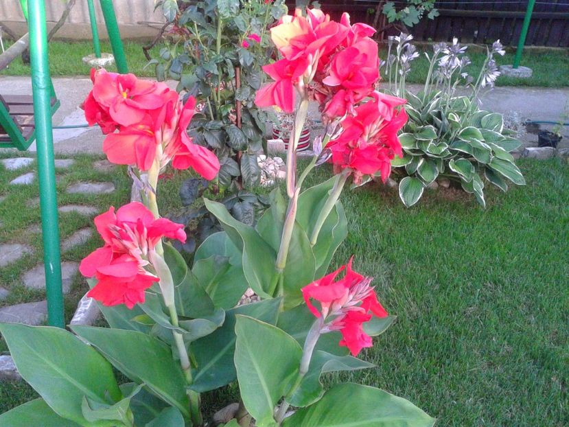 Fotografie-1558 - Gradina mea