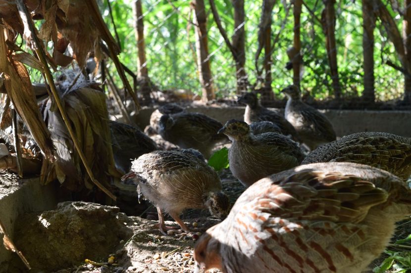  - POTARNICHI COMUNE PERDIX PERDIX