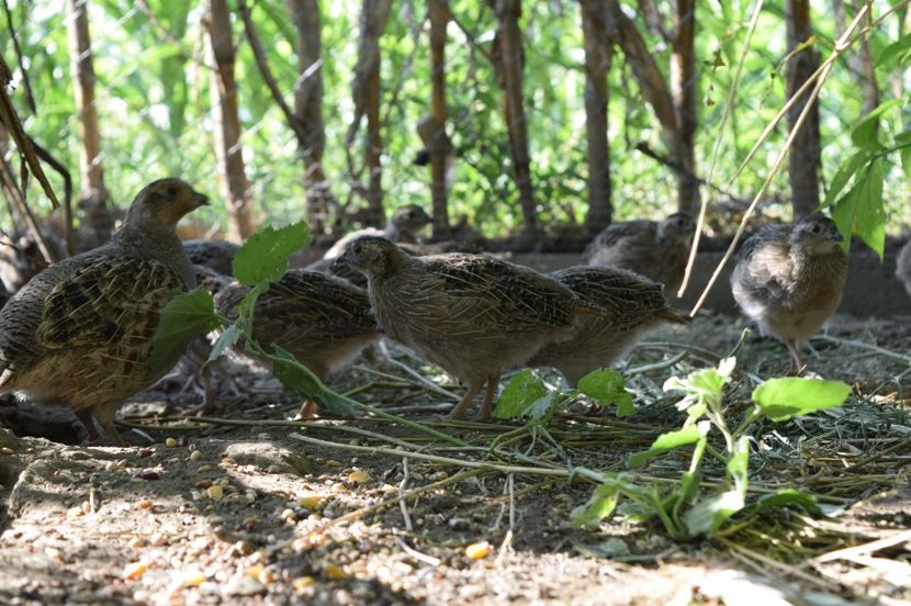  - POTARNICHI COMUNE PERDIX PERDIX