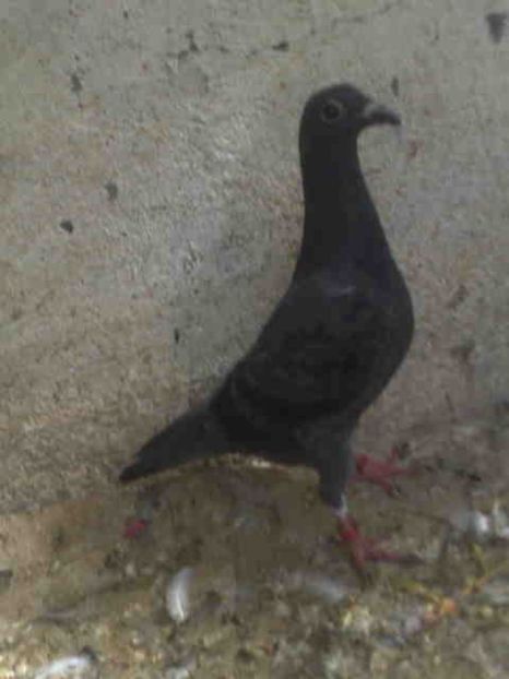 196-vandut - X-Porumbei vinduti