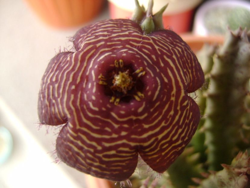 Stapelia hb. comparabilis - Stapeliade 2017