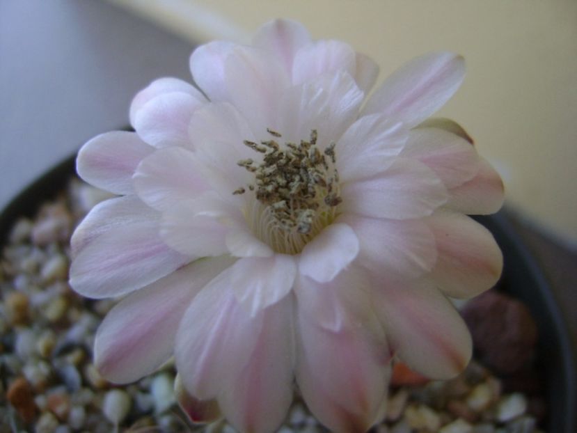 Gymnocalycium asterium v. minimum - Cactusi 2017 Gymnocalycium
