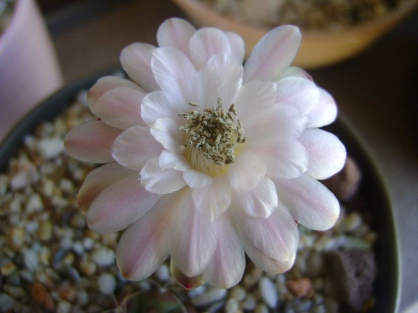 Gymnocalycium asterium v. minimum - Cactusi 2017 Gymnocalycium