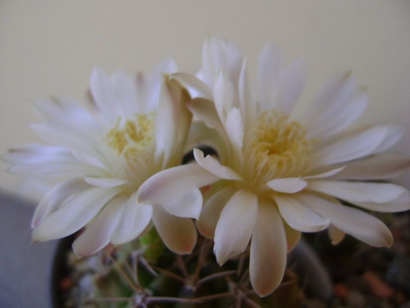 Gymnocalycium damsii v. tucavocense - Cactusi 2017 Gymnocalycium