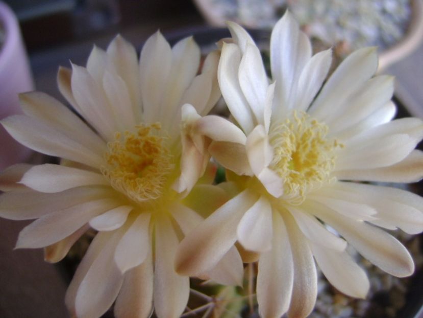 Gymnocalycium damsii v. tucavocense - Cactusi 2017 Gymnocalycium