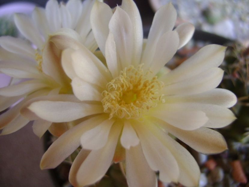 Gymnocalycium damsii v. tucavocense - Cactusi 2017 Gymnocalycium