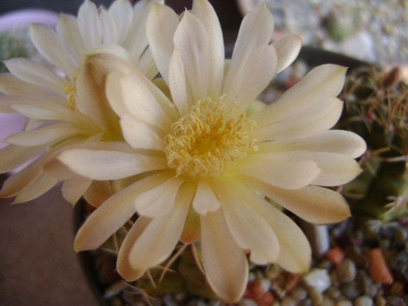 Gymnocalycium damsii v. tucavocense - Cactusi 2017 Gymnocalycium