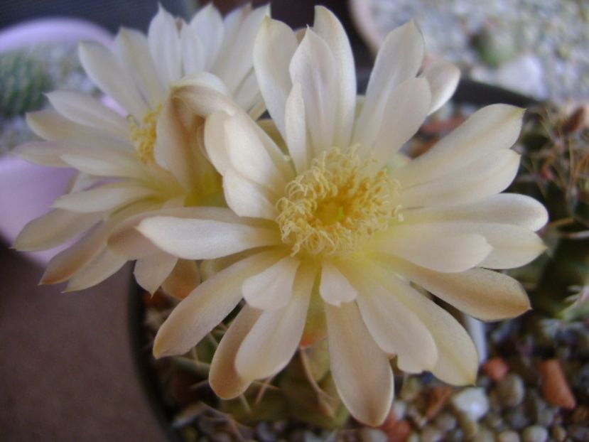 Gymnocalycium damsii v. tucavocense - Cactusi 2017 Gymnocalycium