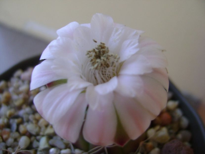 Gymnocalycium asterium v. minimum - Cactusi 2017 Gymnocalycium