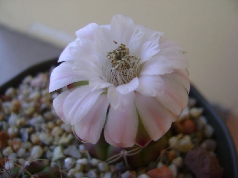 Gymnocalycium asterium v. minimum - Cactusi 2017 Gymnocalycium