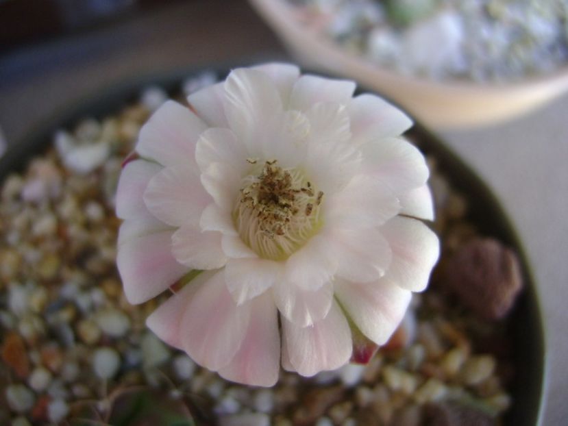 Gymnocalycium asterium v. minimum - Cactusi 2017 Gymnocalycium