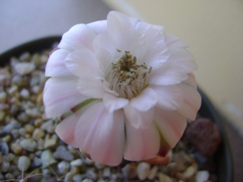 Gymnocalycium asterium v. minimum - Cactusi 2017 Gymnocalycium