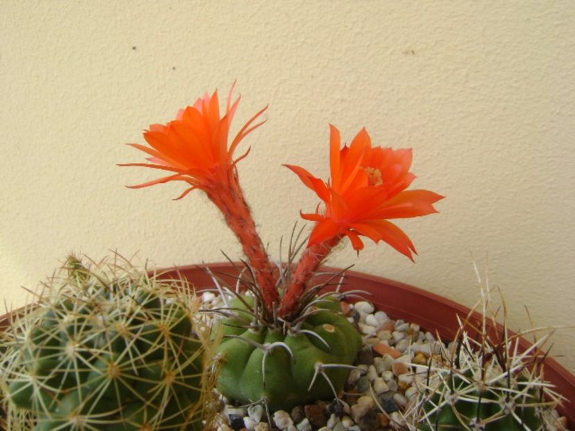 Matucana madisoniorum - Cactusi 2017 bis bis