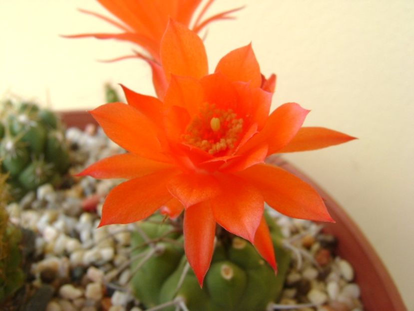 Matucana madisoniorum - Cactusi 2017 bis bis