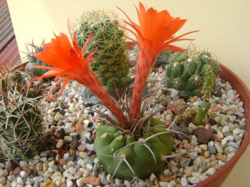 Matucana madisoniorum - Cactusi 2017 bis bis