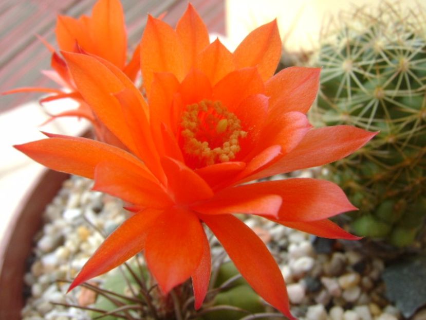 Matucana madisoniorum - Cactusi 2017 bis bis