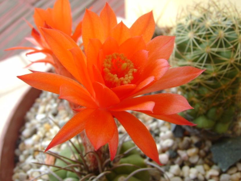 Matucana madisoniorum - Cactusi 2017 bis bis