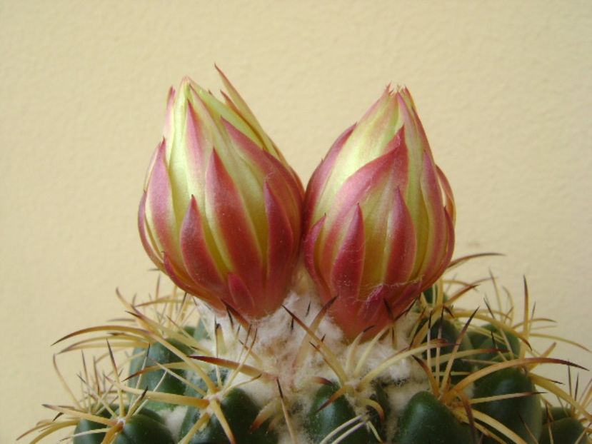 Coryphantha elephantidens v. sulcolanata - Cactusi 2017 bis bis
