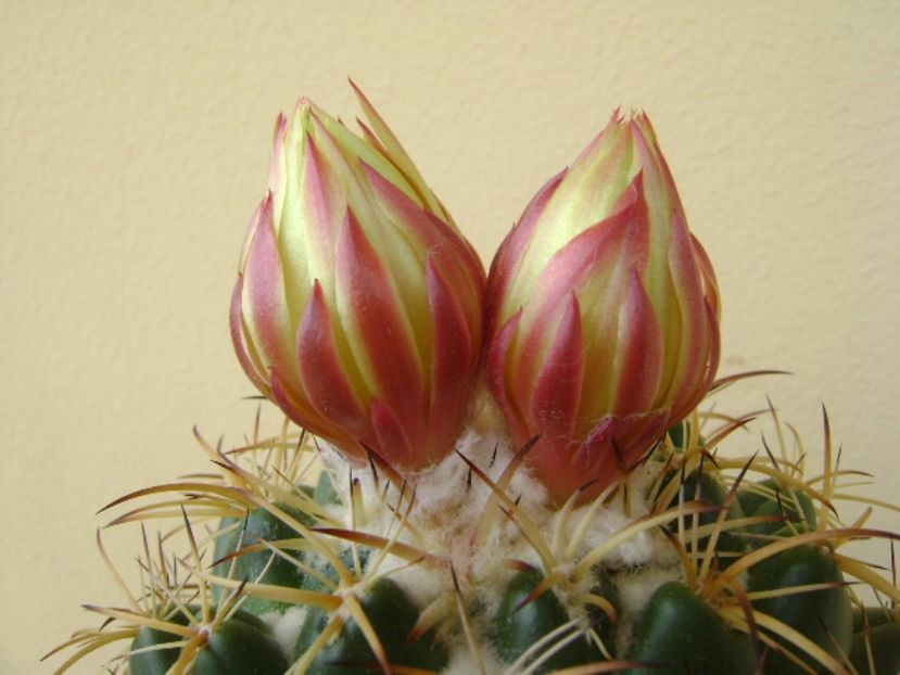 Coryphantha elephantidens v. sulcolanata - Cactusi 2017 bis bis