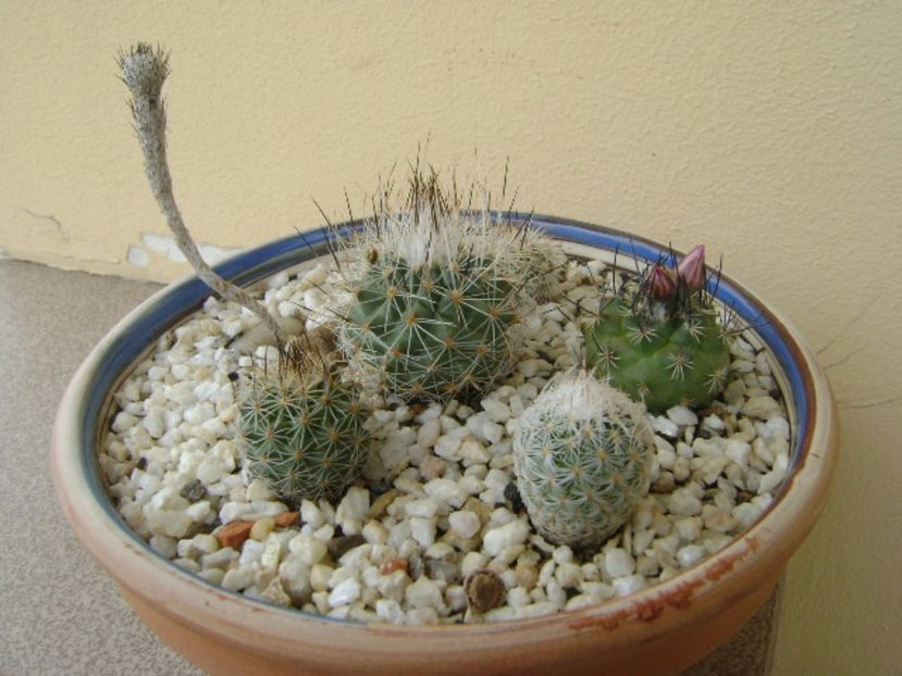 Grup de 6 Gymnocactus (Turbinicarpus) - Cactusi 2017 bis bis