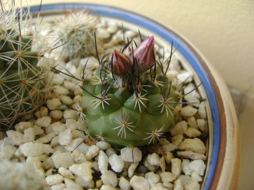 Turbinicarpus viereckii - Cactusi 2017 bis bis